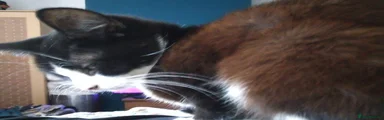 Mixed Breed Kitten 5