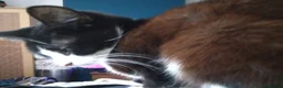 Mixed Breed cats for sale: Mixed breed cats - Advert 2