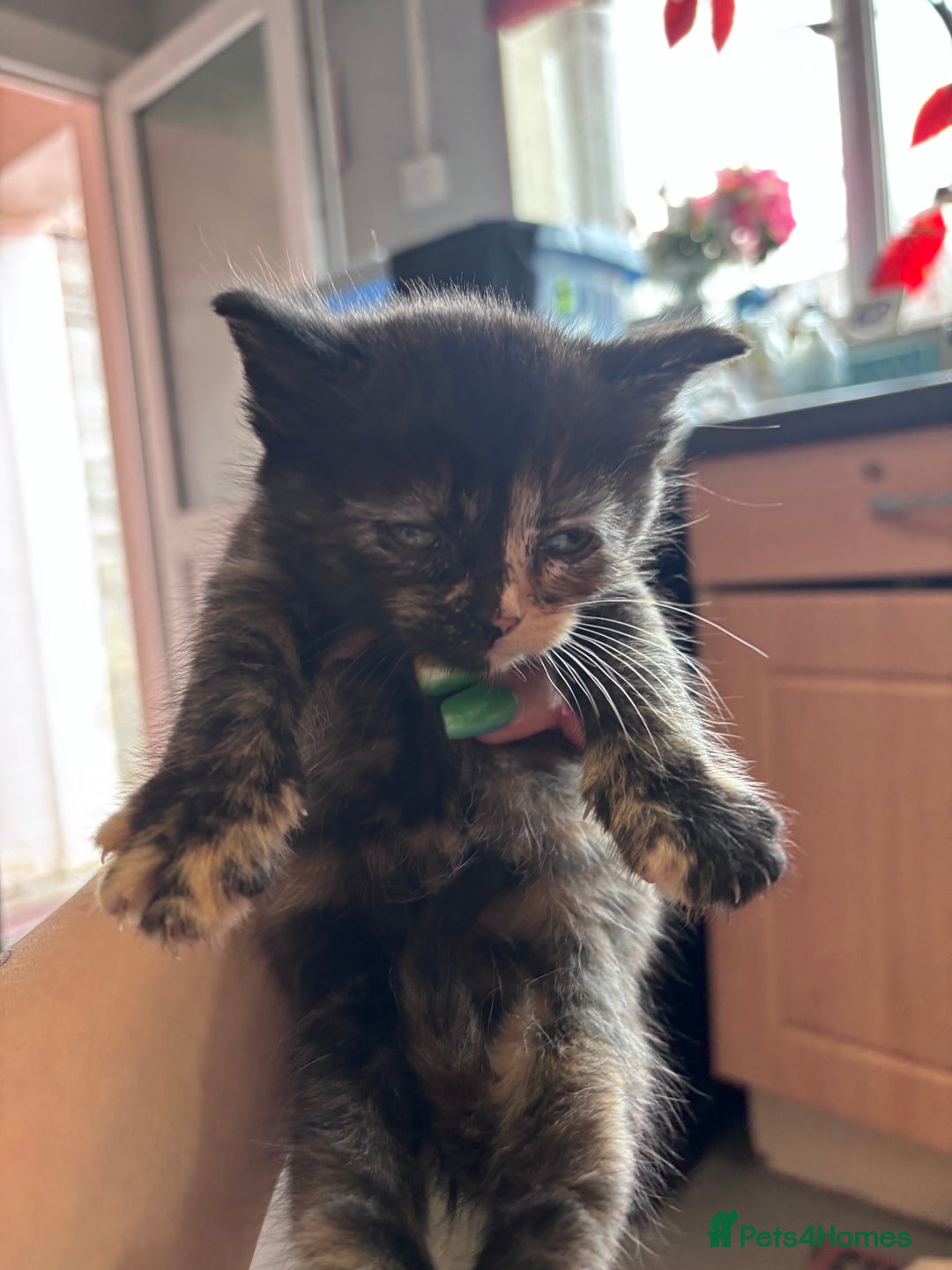 Norwegian Forest Cat cats for sale: Norwegian forest x Bengal kittens  - Image 6