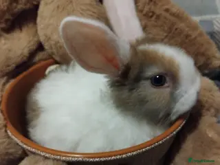 Dwarf Lop rabbits Baby lops - Advert 2