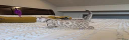 Bengal cats for sale: 🖤🩶🤍 Stunning Bengal Kittens 🤍🩶🖤 - Advert 12