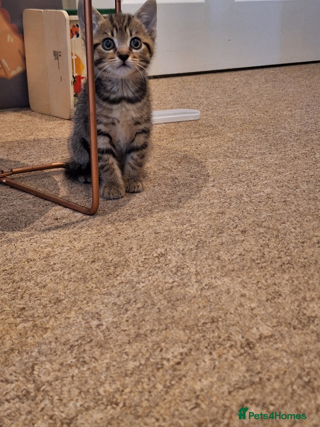 Mixed Breed cats for sale: Kittens  - Image 8