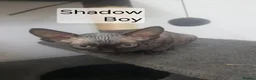 Sphynx cats for sale: Tica quality canadian sphynx kittens - Advert 9