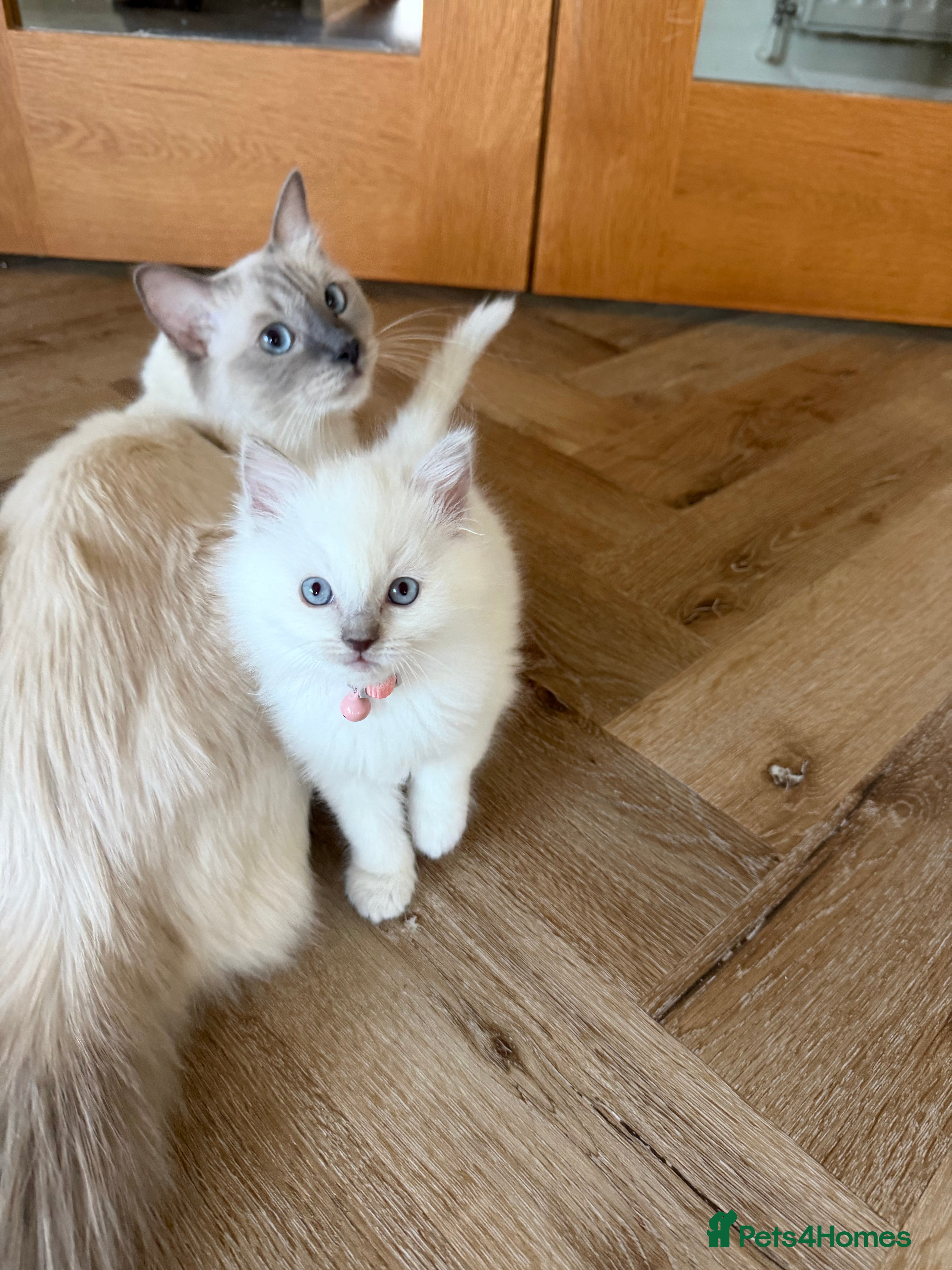 Ragdoll cats Cutest ragdoll kittens - Advert 12