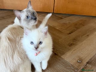 Ragdoll cats Cutest ragdoll kittens - Advert 12