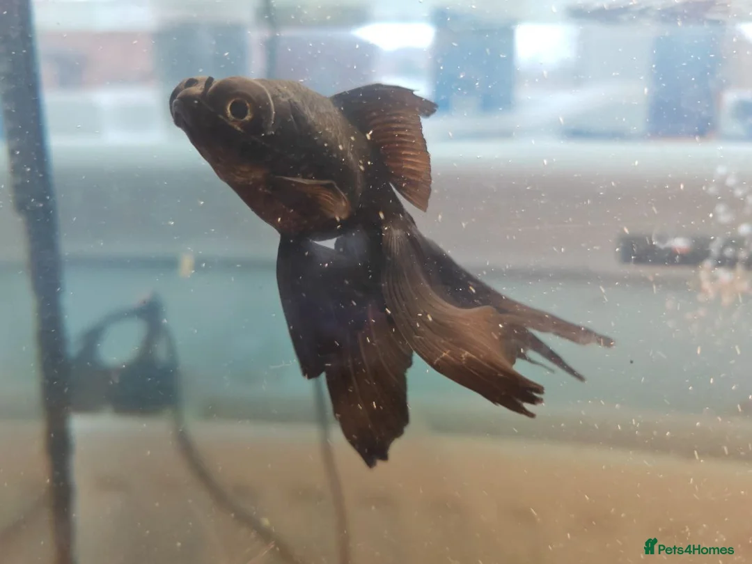 Goldfish fish for sale: Goldfish , Veiltail , Fancy, Telescope black in Glasgow - Advert 13