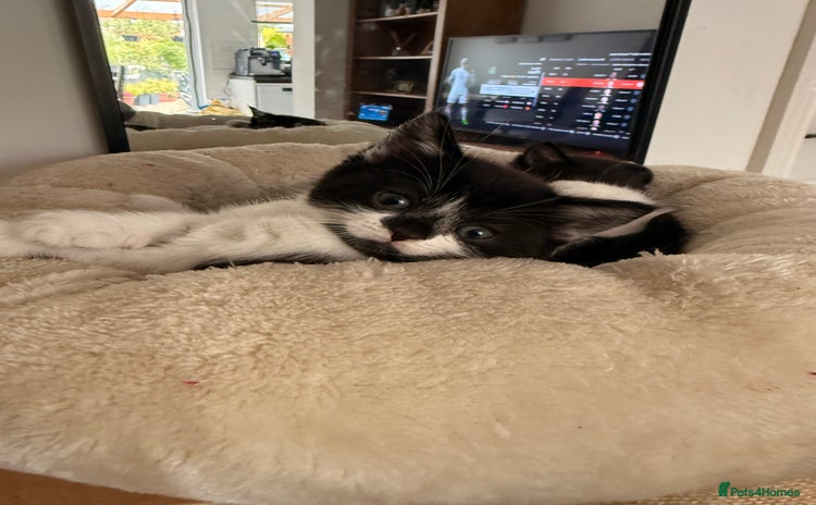 Mixed Breed cats - Advert 1