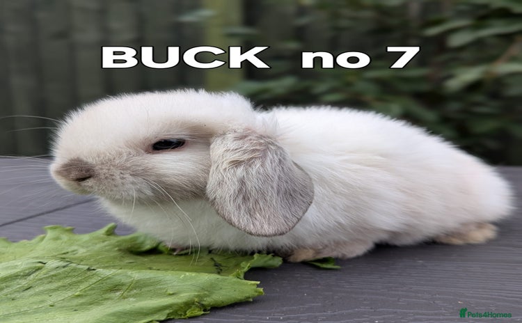 Mini Lop rabbits - Advert 15