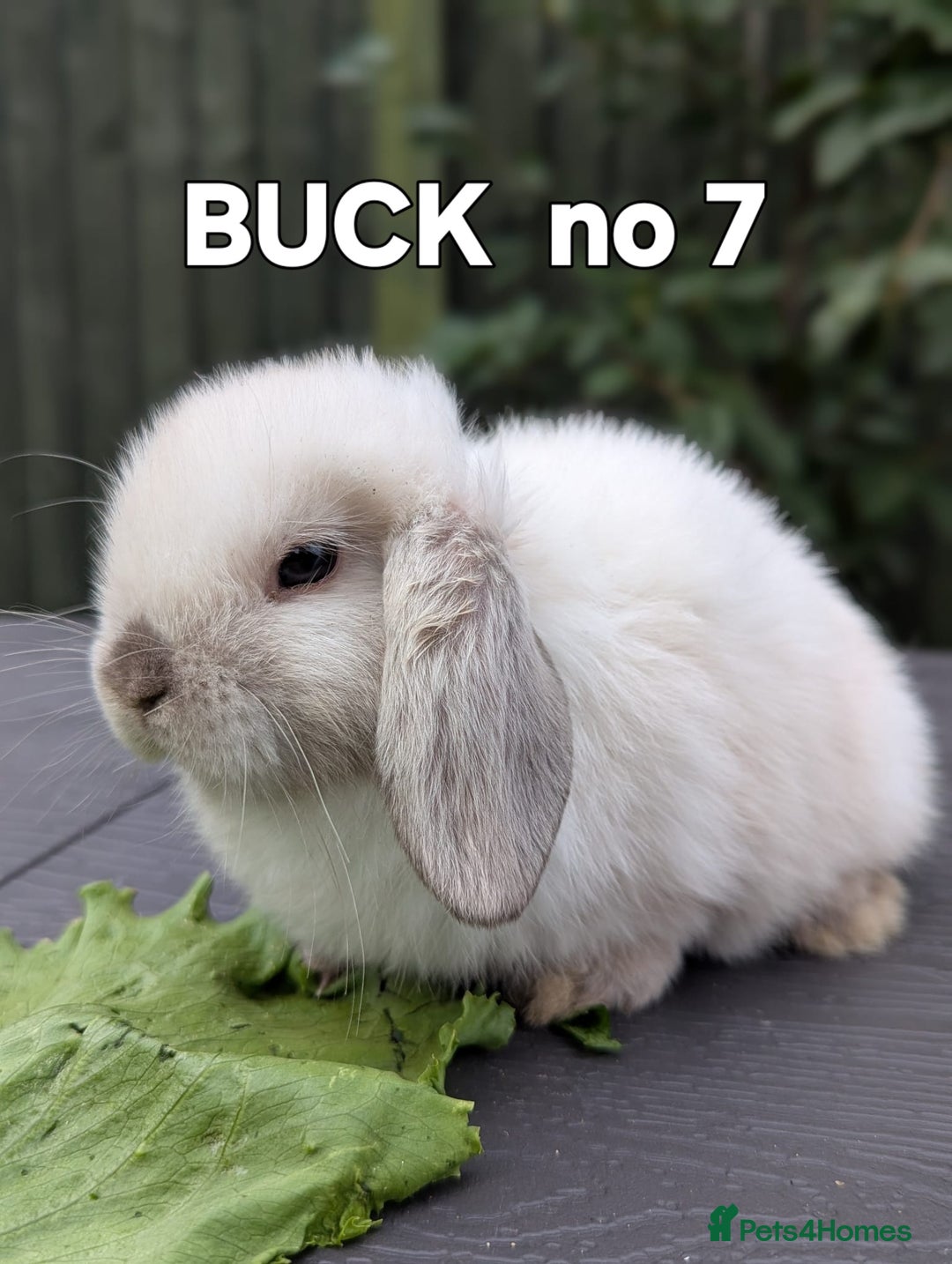 Mini Lop rabbits for sale: FRIENDLY AND SUPERCUTE MINILOPS  - Image 4