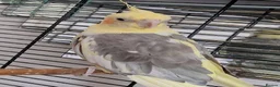 Cockatiels birds for sale: Cockatiel with Cage For Sale🦜✨️ - Advert 2