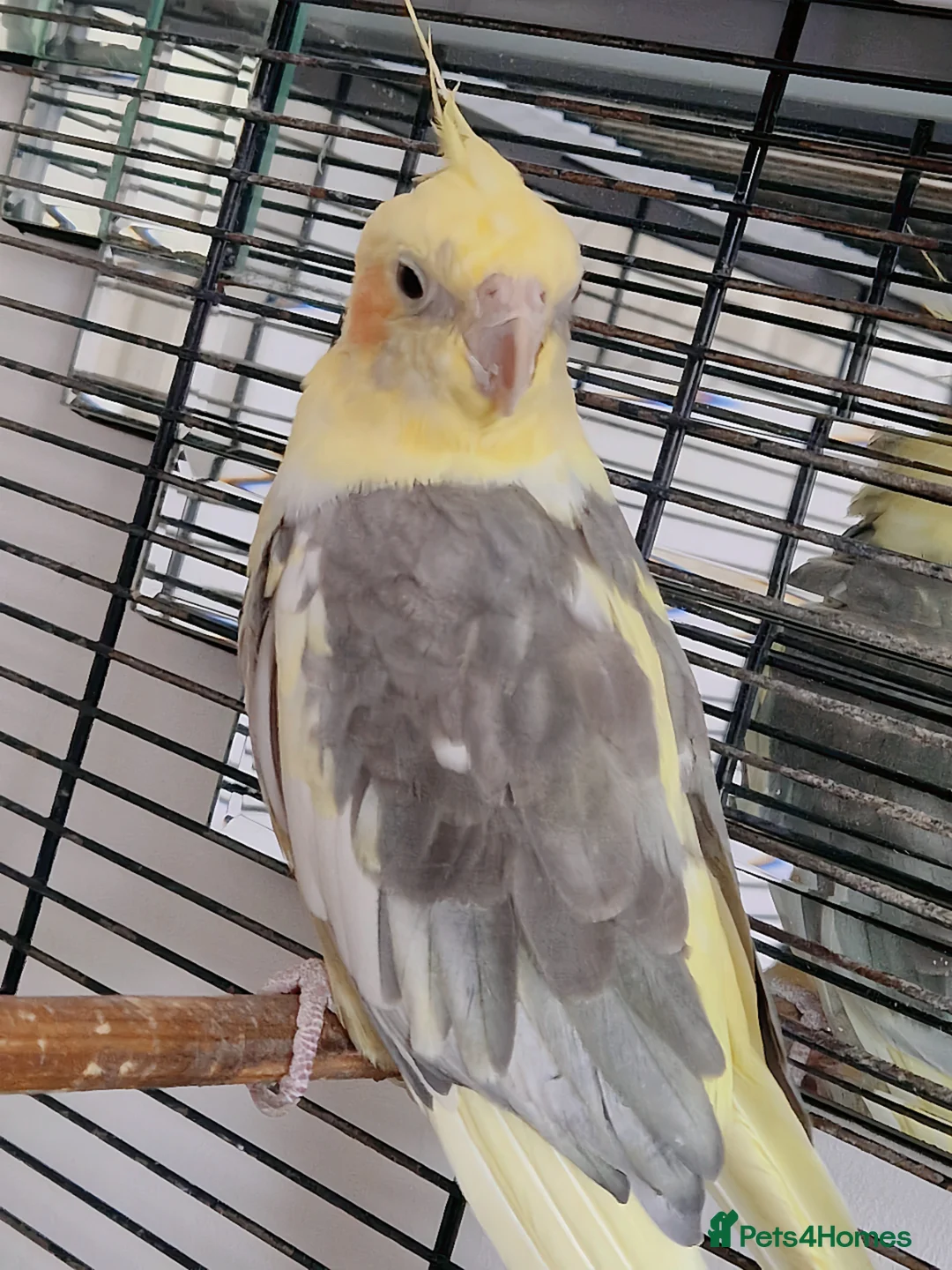 Cockatiels birds for sale: Cockatiel with Cage For Sale🦜✨️ - Advert 2