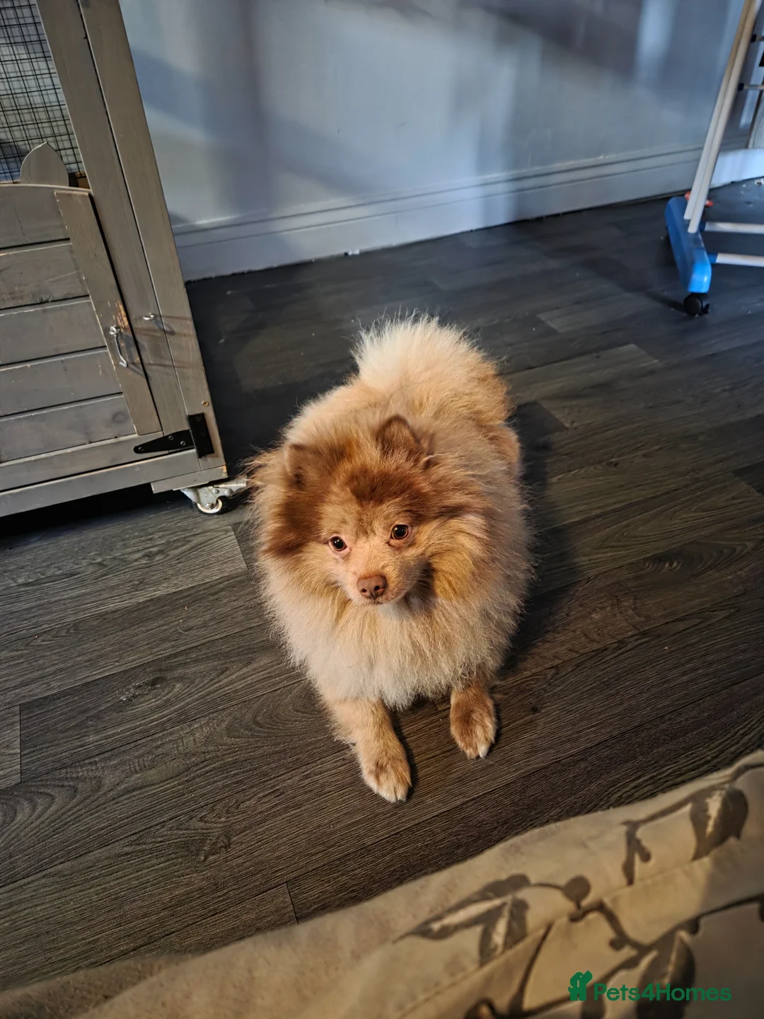 Pomeranian dogs for stud: Lalic meral pompom in Leeds - Advert 6