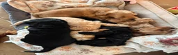 Cockapoo dogs for sale: Beautiful Cockapoos in Perth - Advert 5