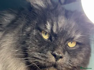 Maine Coon cats HUGE black smoke Mainecoon for stud duties - Advert 9