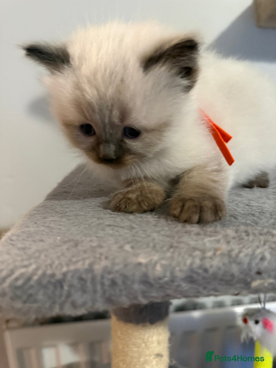 Ragdoll cats for sale: Ragdoll - Advert 6