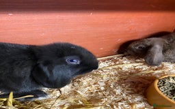 English Lop rabbits for sale: Beautiful English lop boys for sale - Image 5