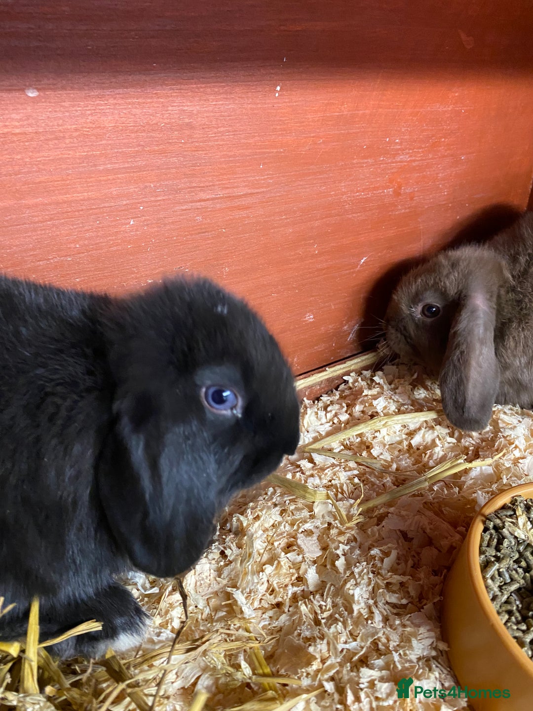 English Lop rabbits for sale: Beautiful English lop boys for sale - Image 5
