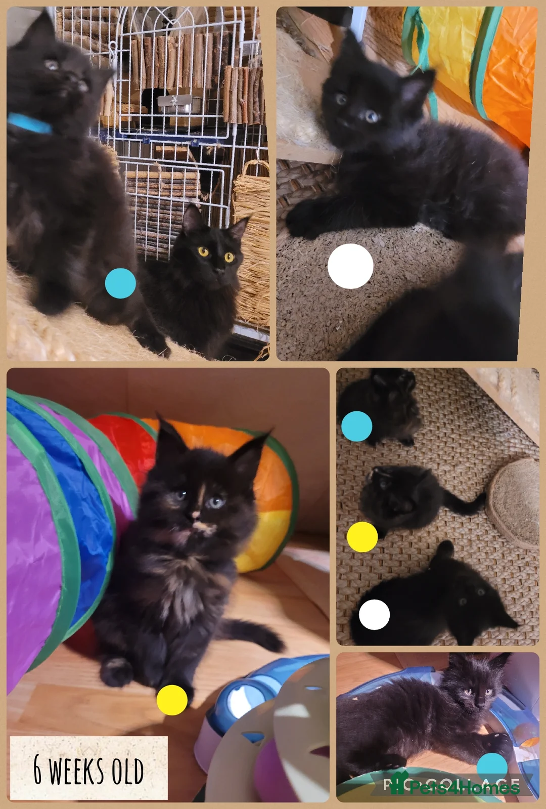 Maine Coon cats for sale: 🐾🐈‍⬛GORGEOUS 6 WEEK OLD MAINE COON KITTENS🐈‍⬛🐾 - Advert 15