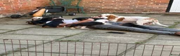 Mixed Breed dogs for sale: Happy Accident!! Bully Basset Puppies  in Norwich - Advert 6