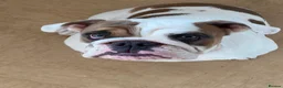 English Bulldog dogs for sale: 7 month old female english bulldog  - Advert 7