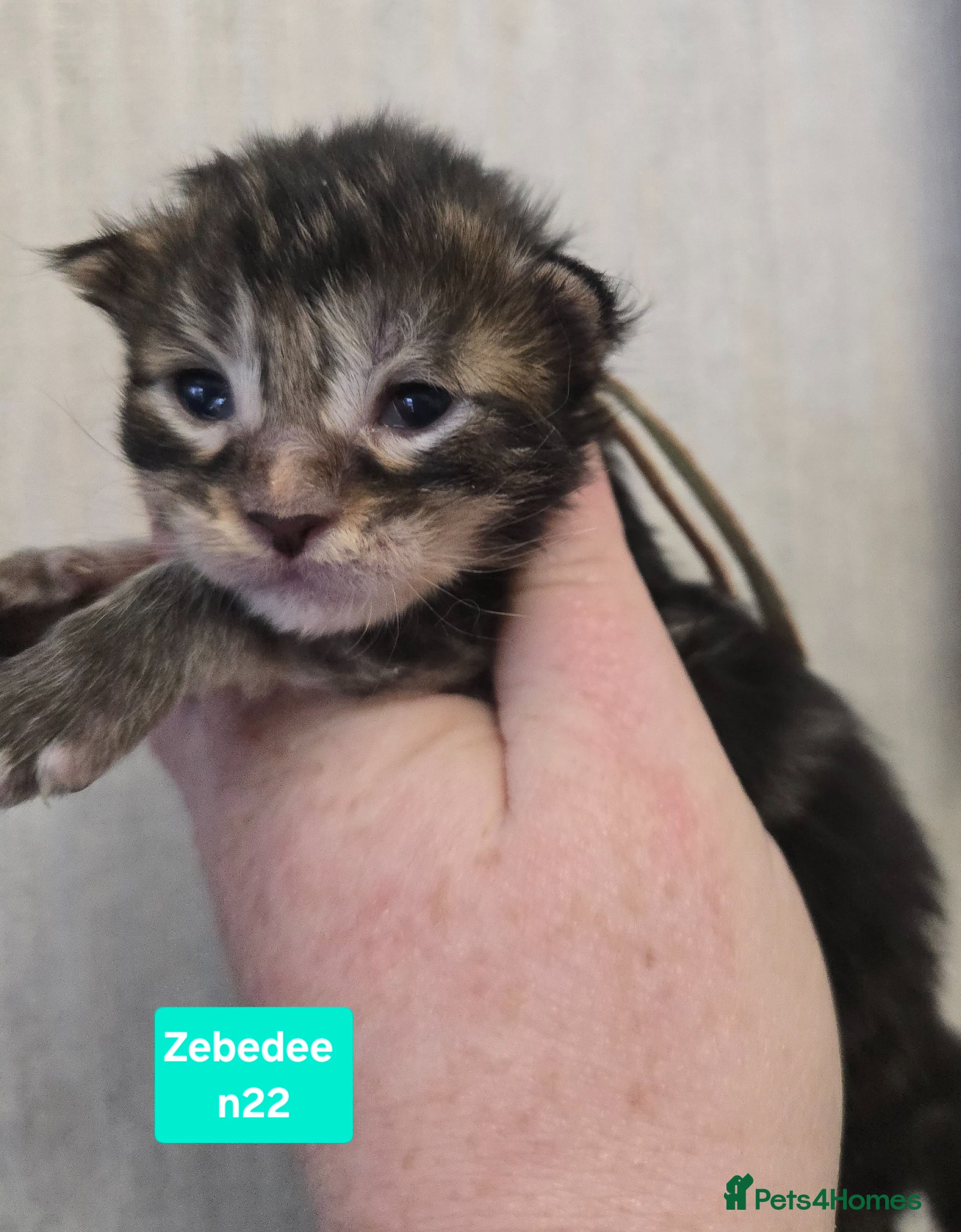 Maine Coon cats Stunning Maine Coon Kittens - Advert 2