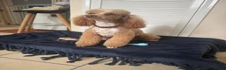 Labradoodle dogs for sale: 🐾 F1B Labradooles 🐾 2 sold already  in Ware - Advert 20