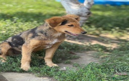 Mixed Breed dogs for adoption: JASPER - a Superb Puppy Boy, for a Loving Home - Image 9