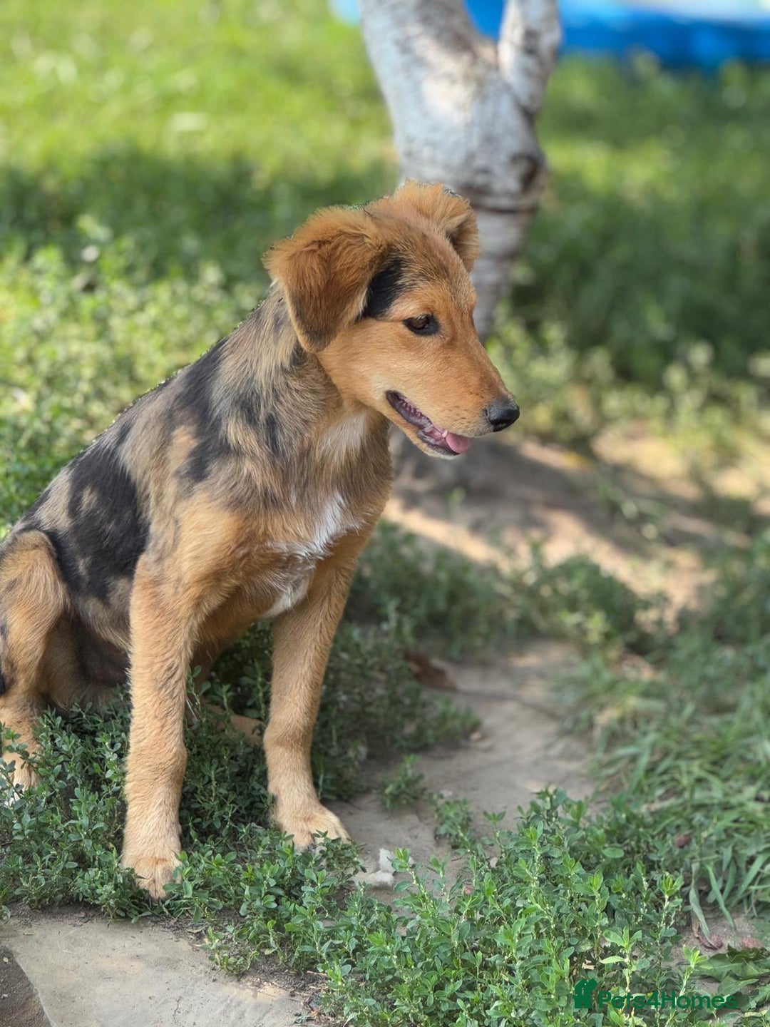 Mixed Breed dogs for adoption: JASPER - a Superb Puppy Boy, for a Loving Home - Image 9