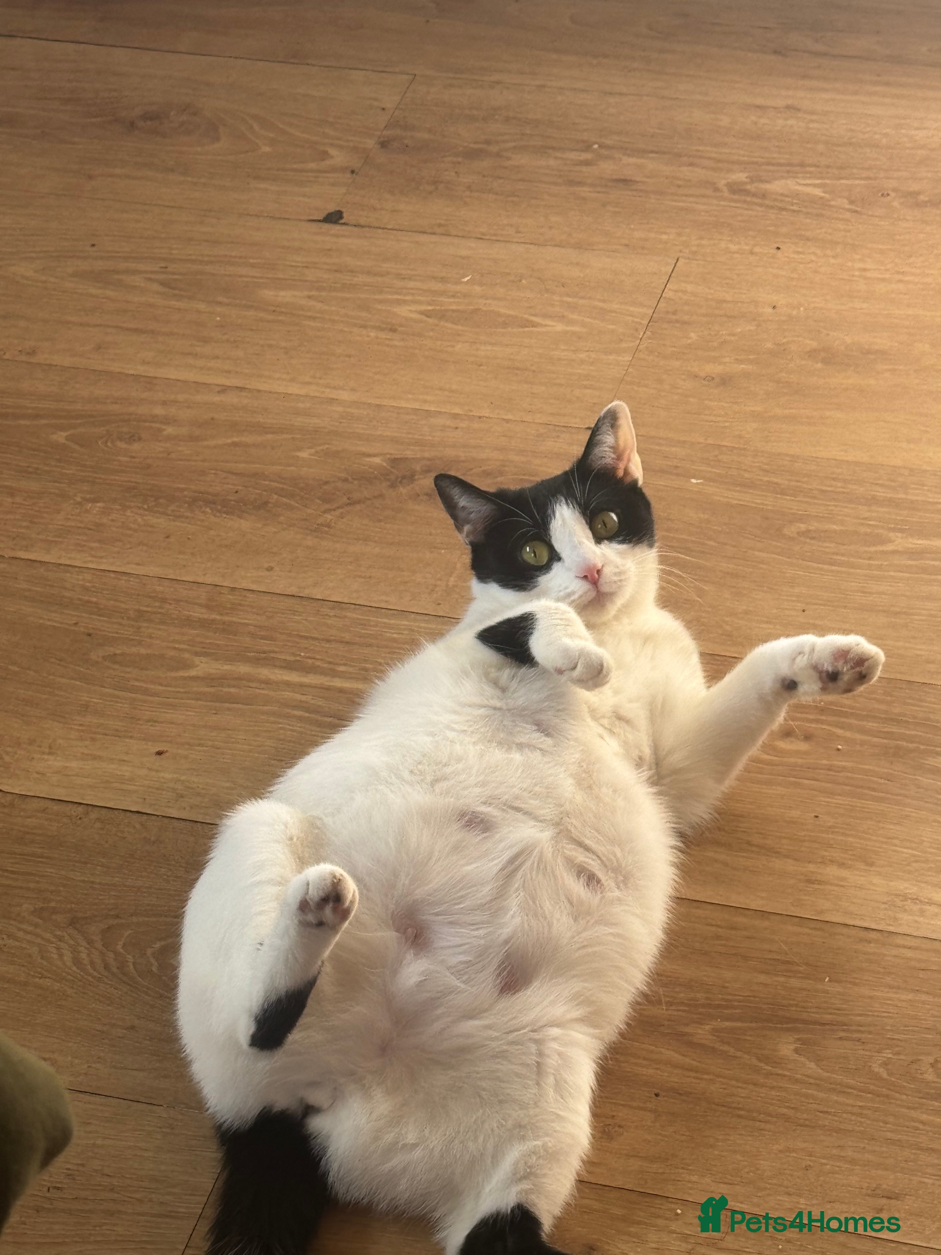 British Shorthair cats Sweet kitty  - Advert 13