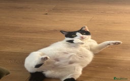 British Shorthair cats for sale: Sweet kitty  - Advert 1