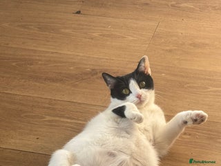 British Shorthair cats Sweet kitty - Advert 12