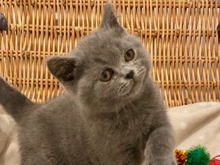 British Shorthair cats 🧸EXCEPTIONAL QUALITY PURE BREED BSH TEDDY BEARS🧸 - Advert 4