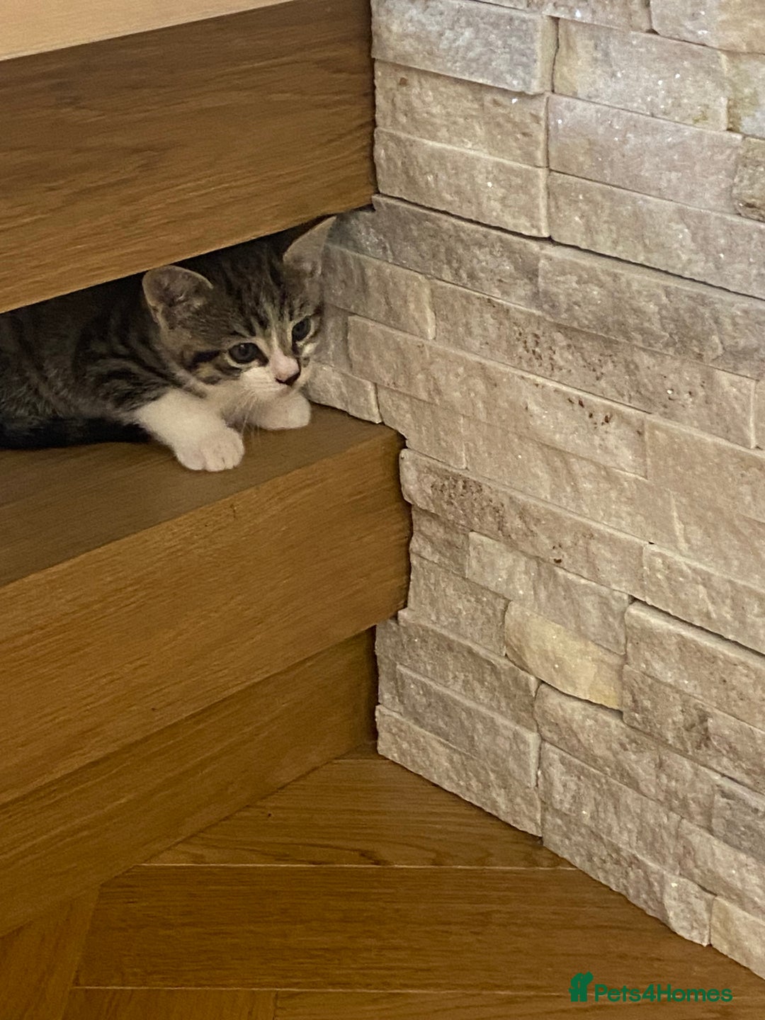 Mixed Breed cats for sale: 2 beautiful male kittens - Image 12