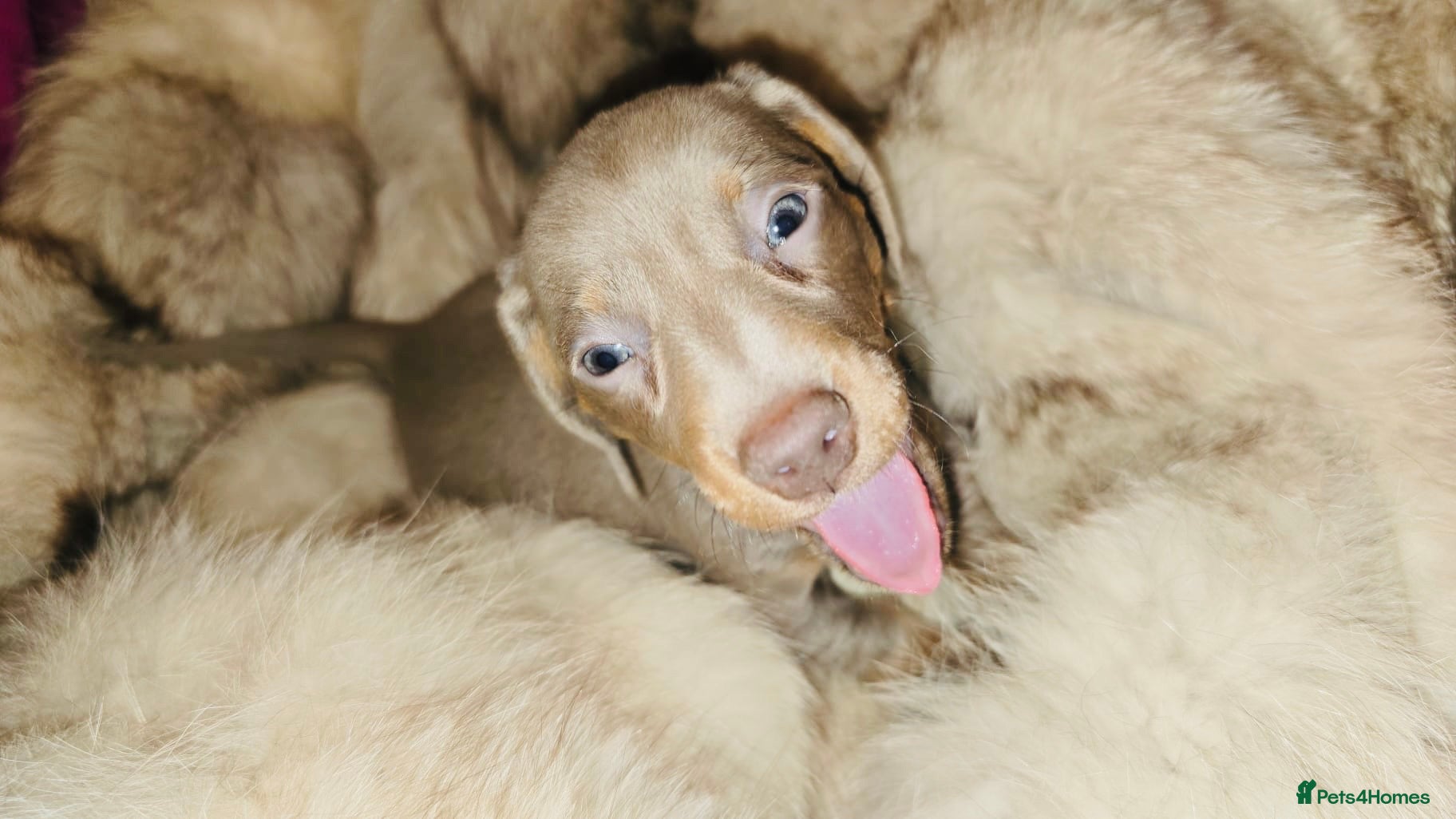 Miniature Dachshund dogs KC Miniature Dachshunds 2 Girls Left - Advert 10