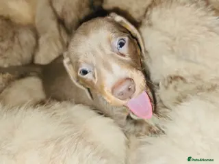 Miniature Dachshund dogs KC Miniature Dachshunds 2 Girls Left - Advert 10