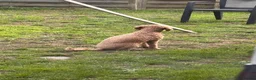 Cockapoo dogs for sale: Cockapoo girl Sadly looking for her forever home  - Advert 4