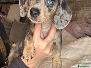 Miniature Dachshund dogs Miniature dachshund puppies - Advert 17