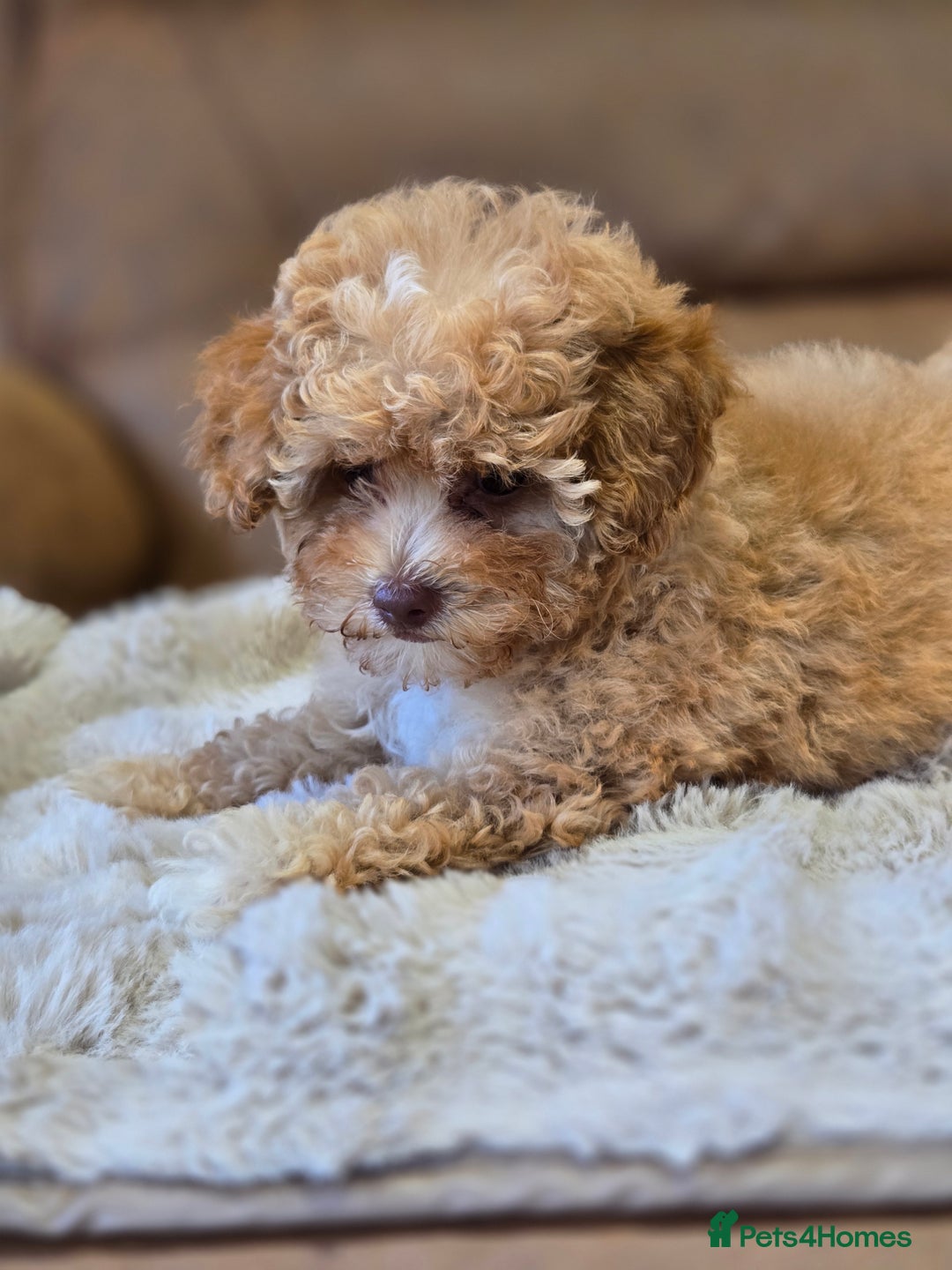Cavapoo dogs for sale: 1 SMALL RED GIRL READY TO GO NOW!!  - Image 13