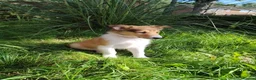Rough Collie dogs for sale: Rough Collie in Houghton le Spring - Advert 4