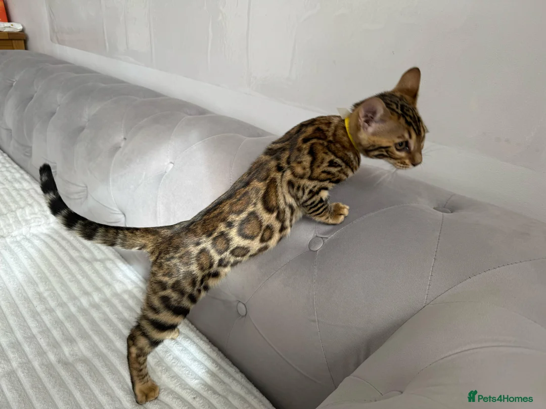 Bengal cats for stud: Rosetted bengal for stud, Champion line in Slough - Advert 5