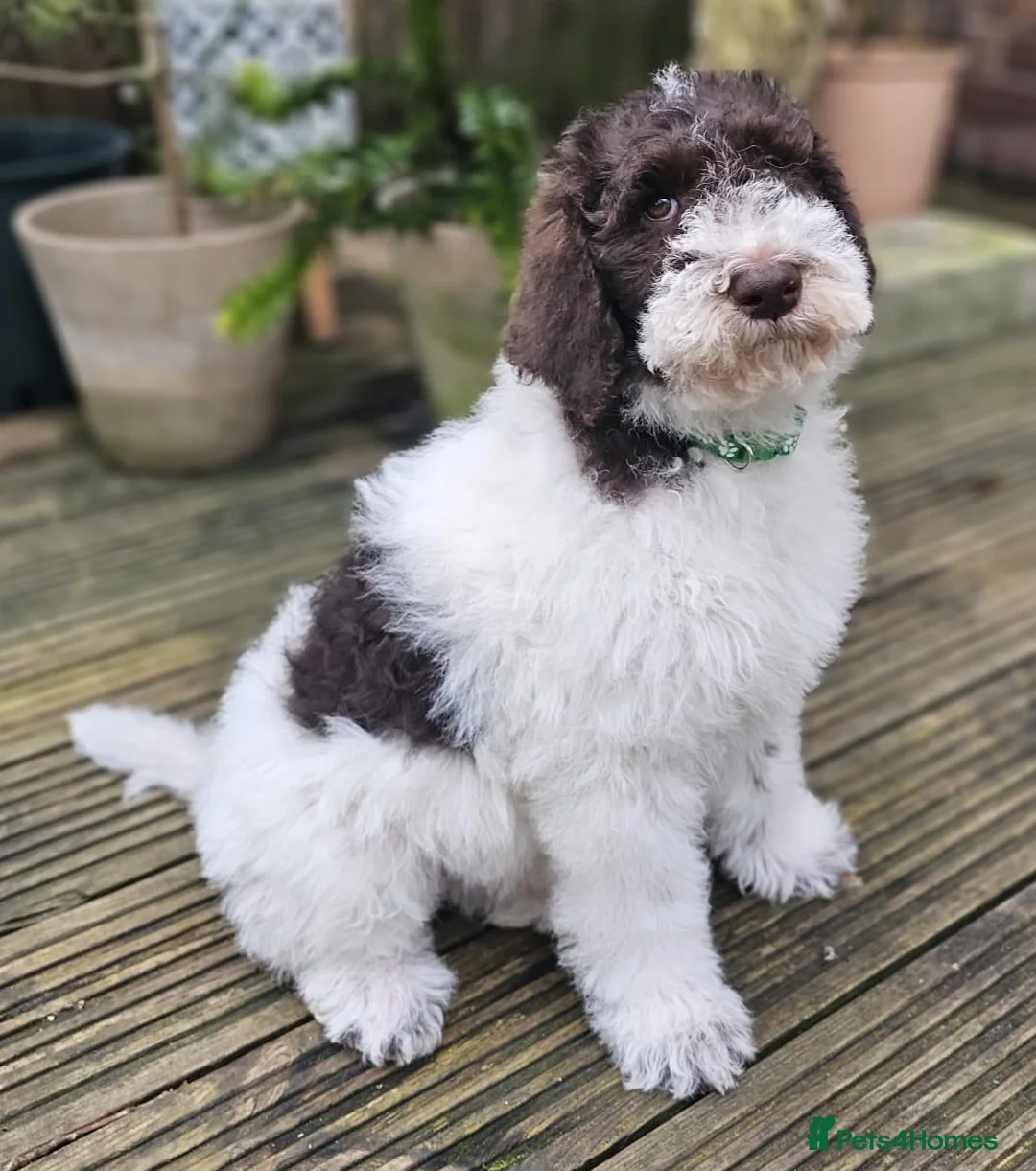 Labradoodle dogs for stud: Hypoallergenic Health Checked Labradoodle PROVEN😍 - Advert 23