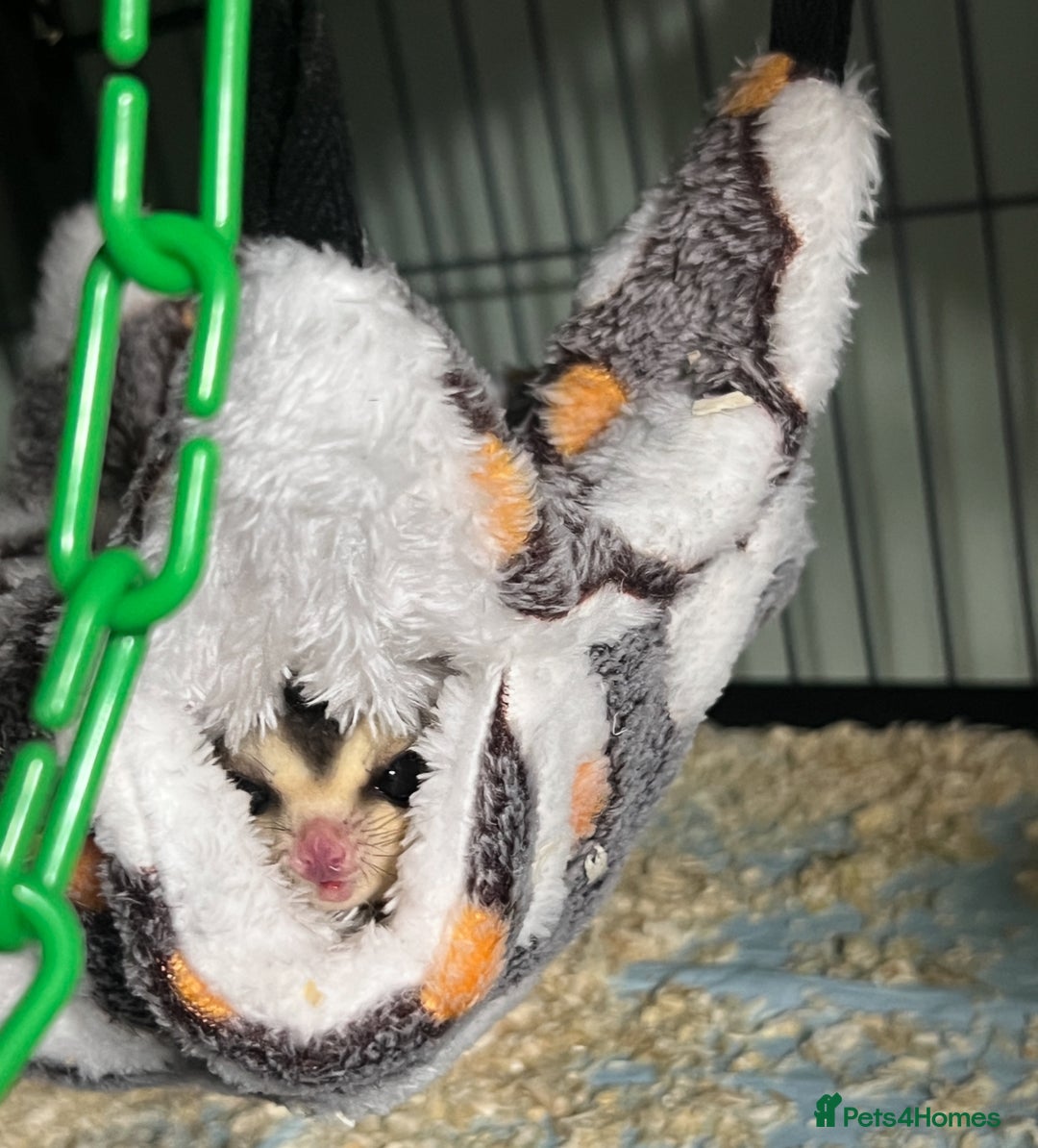 Sugar Glider rodents for sale: 2 happy sugar gliders, girl and boy 17 weeks old - Image 3