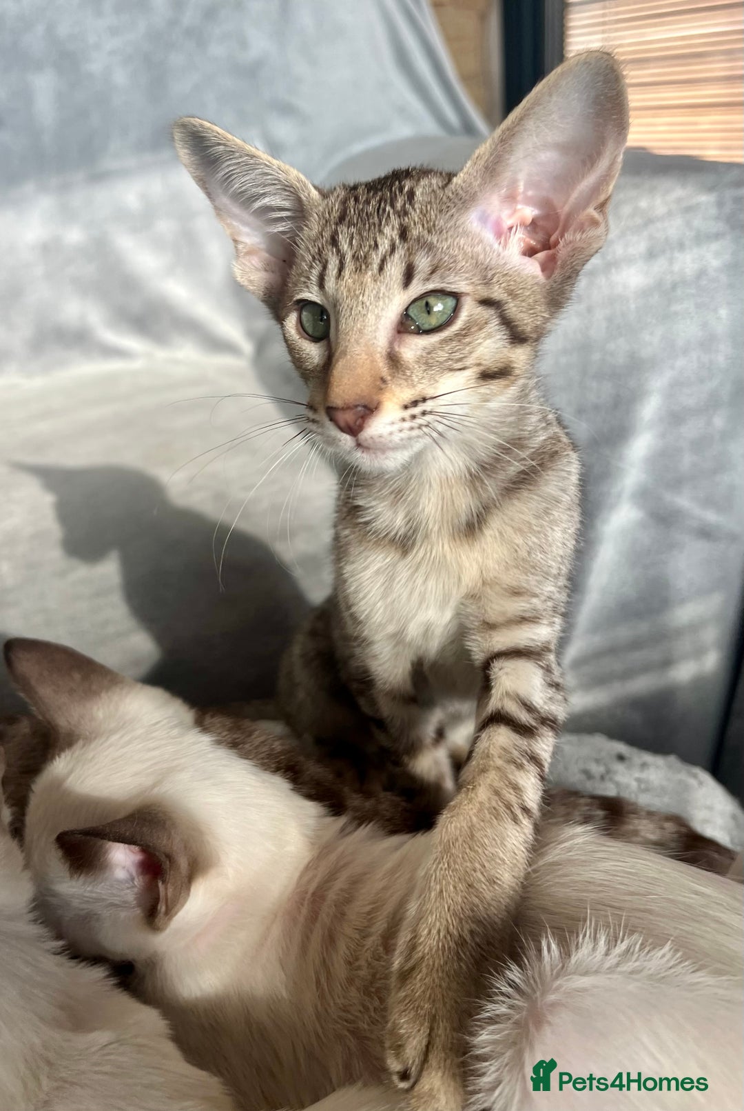 Oriental cats for sale: Outstanding Pedigree Oriental GCCF reg kittens - Advert 23