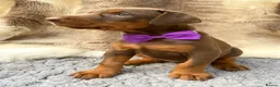 Dobermann dogs for sale: KC REG HEALTH TESTED EUROPEAN DOBERMAN PUPPIES - Advert 7