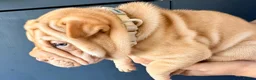Shar Pei dogs for sale: Sharpei Puppies for sale  - Advert 20