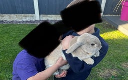 Mixed Breed rabbits for sale: X3 rabbits for sale  - Image 2