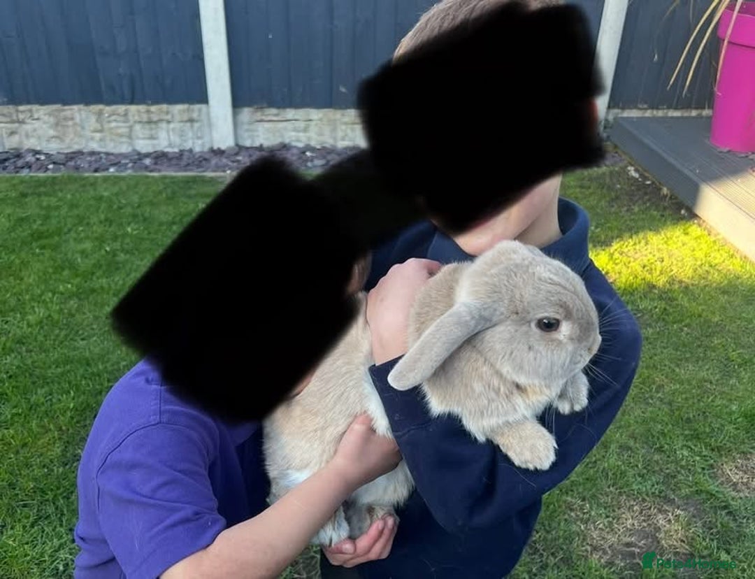 Mixed Breed rabbits for sale: X3 rabbits for sale  - Image 2