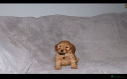 Cockapoo dogs for sale: Cockerpoo puppies  - Advert 12