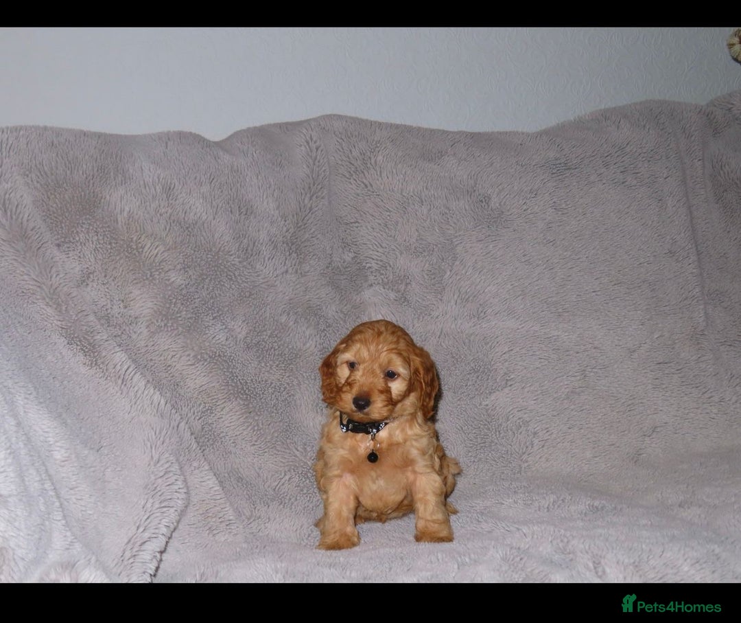 Cockapoo dogs for sale: Cockerpoo puppies  - Advert 12