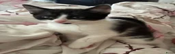 Mixed Breed cats for sale: 4 kittens from 2 queens  - Advert 4